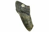 Partial, Fossil Megalodon Tooth - North Carolina #363761-1